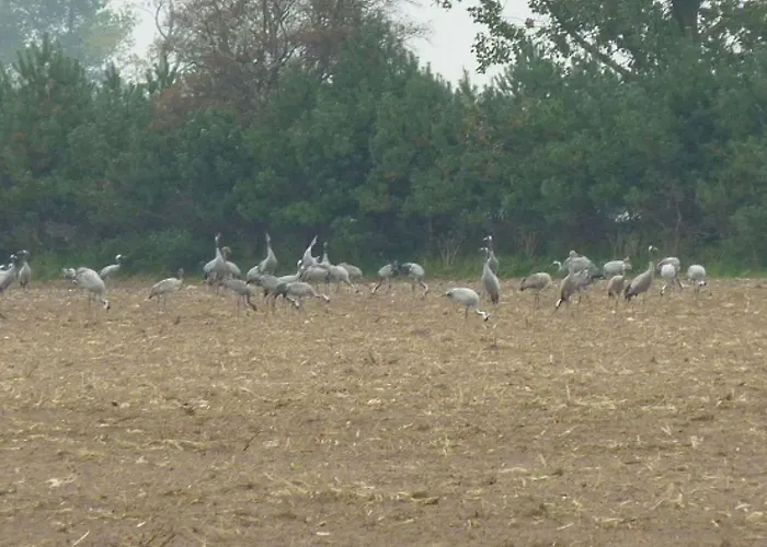 Eulenspiegel * زنغست